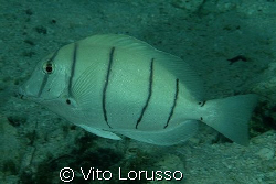 Fish by Vito Lorusso 
